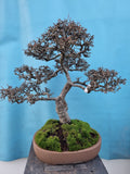 Bonsai cotoneaster