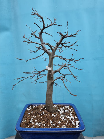 Bonsai Carpinus Betulus