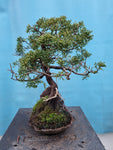 Bonsai Juniperus chinensis
