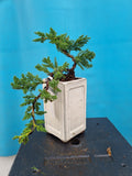 Bonsai Juniperus procumbens nana cascade
