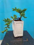 Bonsai Juniperus procumbens nana cascade