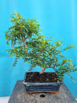 Bonsai Zanthoxylum