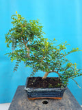 Bonsai Zanthoxylum