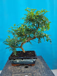 Bonsai Zanthoxylum