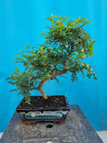 Bonsai Zanthoxylum