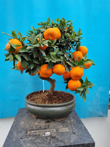 Bonsai Citrus myrtifolia mandarijn