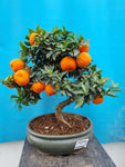 Bonsai Citrus myrtifolia mandarijn