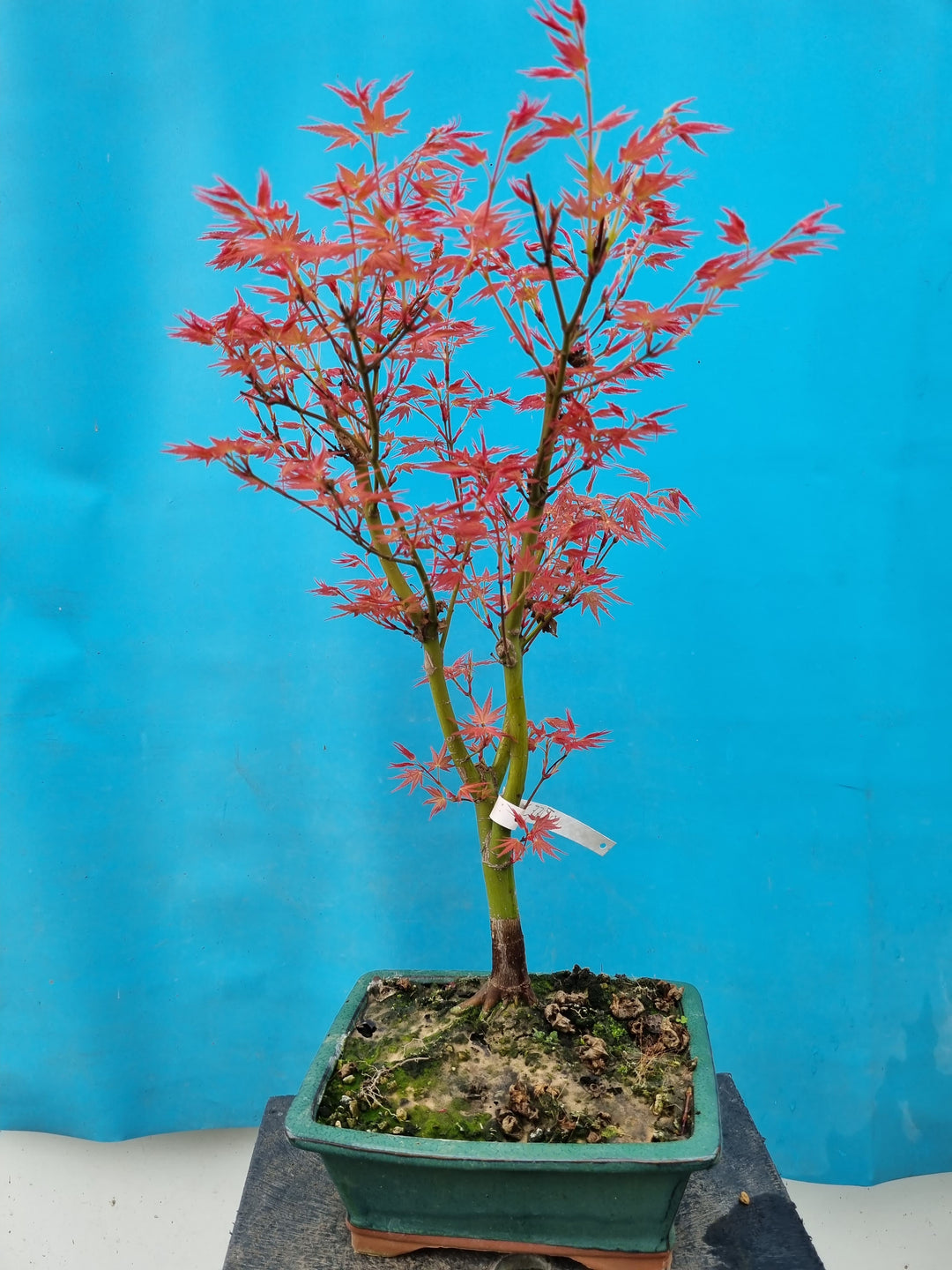 Runde Bonsai-Trainingsschale – Bonsai winkel