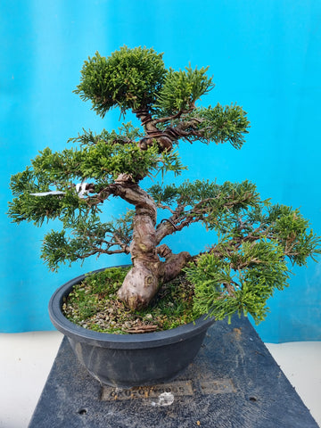 Juniperus chinensis shimpaku