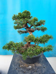 Juniperus chinensis shimpaku