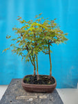 Bonsai Acer palmatum bos