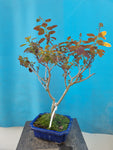 Bonsai cotinus coggygria of pruikenboom