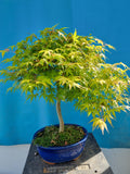 Bonsai Acer palmatum katsura
