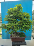 Bonsai euonymus