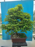 Bonsai euonymus