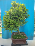 Bonsai euonymus