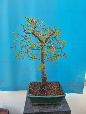 Bonsai Carpinus Betulus
