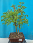 Bonsai pseudo lariks dubbel stam