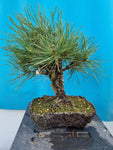 Bonsai Pinus thunbergii corticosa