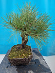 Bonsai Pinus thunbergii corticosa