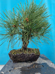 Bonsai Pinus thunbergii corticosa