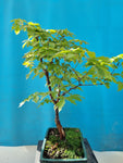 Bonsai Acer griseum