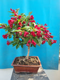 Bonsai weigela