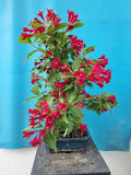 Bonsai weigela