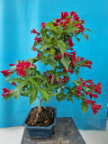 Bonsai weigela