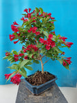 Bonsai weigela