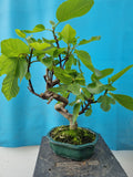 ficus garica