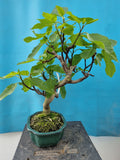 ficus garica