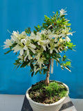 Bonsai Azalea witte bloem