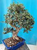 Bonsai Olijf olea sylvestris