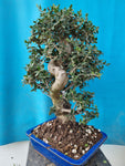 Bonsai Olijf olea sylvestris