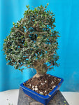 Bonsai Olijf olea sylvestris