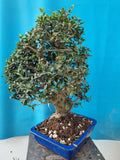 Bonsai Olijf olea sylvestris