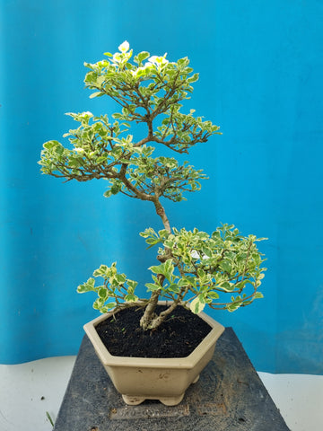 duranta bonsai tree Bonsaï duranta repens – Bonsai winkel
