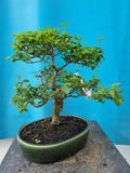 Bonsai liguster