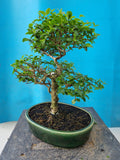 Bonsai liguster