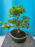 Bonsai liguster