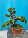 Bonsai Juniperus chinensis