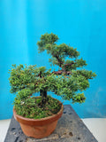 Bonsai Juniperus chinensis