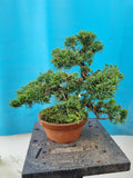 Bonsai Juniperus chinensis