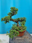 Bonsai Juniperus chinensis