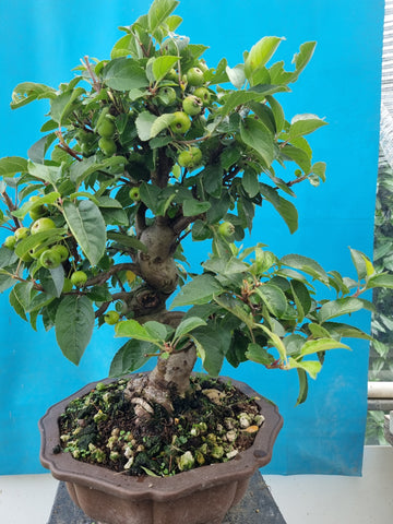 Bonsai Malus evereste