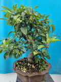 Bonsai Malus evereste