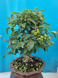 Bonsai Malus evereste