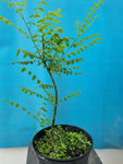 Sophora honing boom