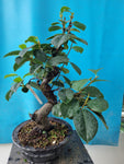 Bonsai Pseudocydonia chinensis